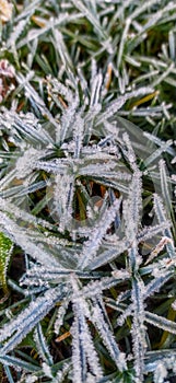 Serbia, Arandjelovac December 02, 2020. Frozen grass