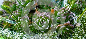 Serbia, Arandjelovac December 02, 2020. Sempervivum tectorum