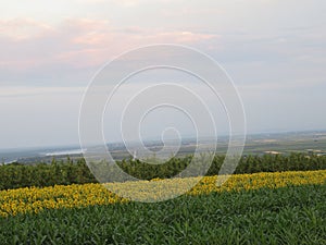 Serbia landscape sunflower field Vojvodina scenery