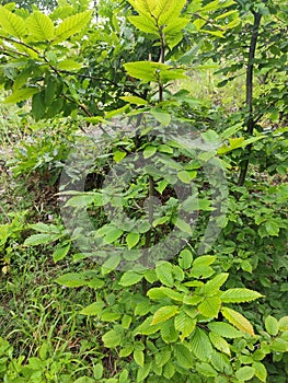 Serbia mountain Jelica forest Ulmus glabra huds