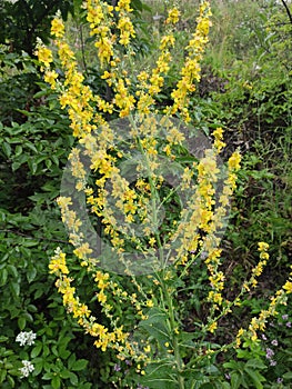 Serbia mountain Jelica forest Verbascum lyhnitis L.