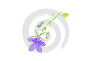 Serbian Bellflower on a White Background