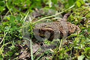 Serbian Spring Serenade: A Close-Up of a True Toad Frog in a Garden