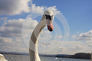 Serbian Swan