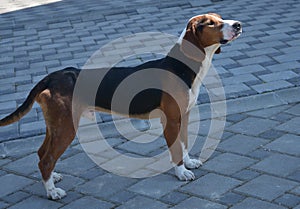 The Serbian Tricolour dog