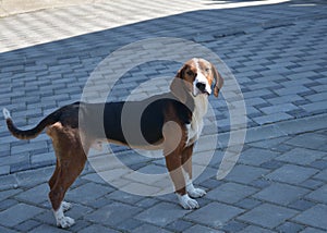 The Serbian Tricolour dog