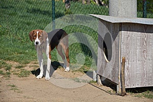 The Serbian Tricolour dog