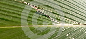 Sere leaf fiber motif from Indonesian medicinal plants photo
