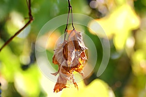 Sere leaf in a vineyard photo