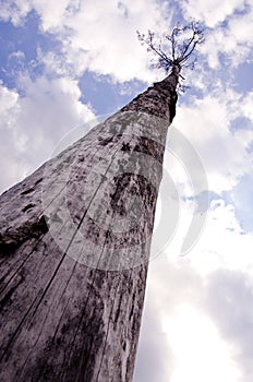 Sere old tree reaching cloudy sky death concept photo