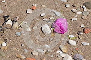 Sere rose on the beach photo