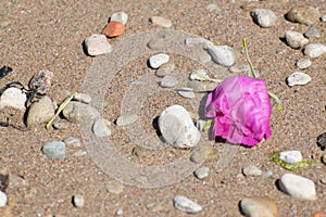 Sere rose on the beach photo