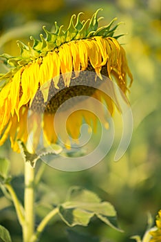 Sere Sunflower on natural background