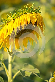 Sere Sunflower on natural background photo