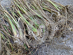 Sereh or cymbopogon citratus plant on the ground photo