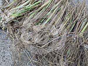 Sereh or lemongrass plant, the stems of serai on the ground photo