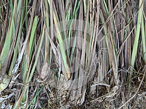 Sereh or serai plant, cymbopogon citratus leaves, indian lemon grass leaf photo