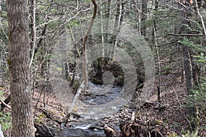 Seren Stream in Carvin`s Cove Natural Reserve by Roanoke, VA