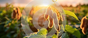 Serenade of the Soybean Field at Sunset. Concept Soybean Fields, Sunset Photography, Serene Nature,