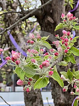 Serenade of Spring