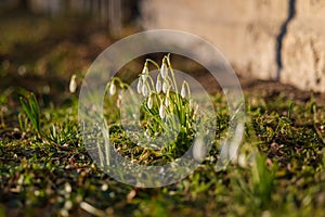Serenade of Spring: Latvia\'s Snowdrops Sing Nature\'s Rebirth, Sniegpulkstenites