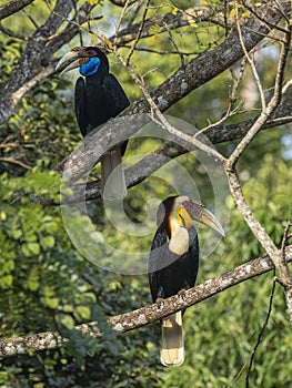 Serenading Love: Romantic Pair of Wreathed Hornbills Perched on Branches