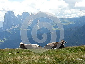 Serendipity of two cows in Dolomiti