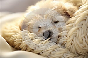 Serene Aerial View of Adorable Puppy Sleeping Peacefully Under a Cozy Blanket on a Comfy Bed