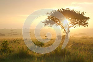 Serene African Savannah Sunrise, Nature Background