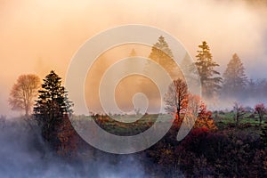 Serene autumn landscape featuring trees standing atop a misty meadow. Kremnica Mountains, Slovakia.