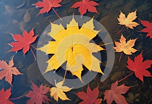 Serene Autumn Scene: Yellow Maple Leaf Amidst Red Leaves Floating in Calm Waters photo