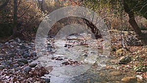 Serene autumn stream flows through a wooded forest at dusk