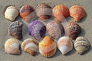 A serene background featuring seashells arranged beautifully on a sandy surface.