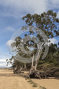 A serene beach landscape with tall trees, exposed roots, sandy ground, and a partly cloudy sky