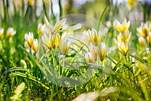 The serene beauty of yellow wild tulips blooming amidst vibrant green grass, illuminated by natural sunlight