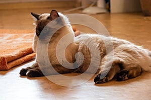 A serene Birman cat, with sealed point fur and beautiful blue eyes, calmly resting on the floor and gazing at camera