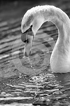 Serene black and white nature image of a mute swan.