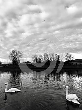 Swans on the Vistula River, Krakow in Black and White - Poland - EU photo