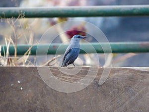 Serene Blue Rock Thrush Bird Perched on a Branch