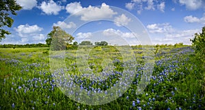 Serene Bluebonnet-filled Pasture in Rural North Texas