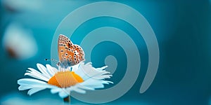 Serene butterfly resting on a daisy in a tranquil blue setting. nature's beauty captured in a calm, serene style