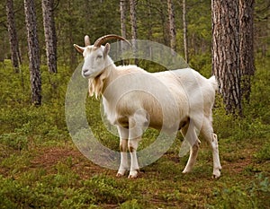 Majestic White Goat in Enchanted Forest at Sunset