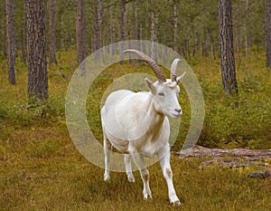 Majestic White Goat in Enchanted Forest at Sunset