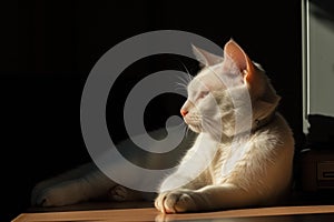 Serene cat basking in sunlight