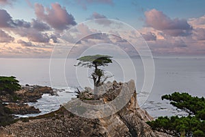 Serene Coastal Scene with Lone Cypress along 17 Mile Drive, California