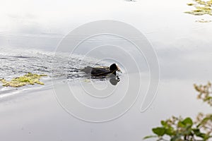 Serene Coot Glide