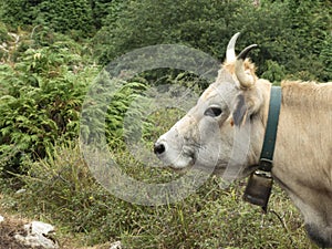 a serene cow with a bell, standing in a lush green landscape, symbolizing peaceful coexistence with nature