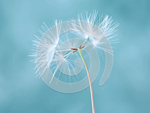 Serene Dandelion Close-up