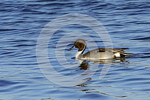 Serene duck afloat in calm blue waters, gazing curiously