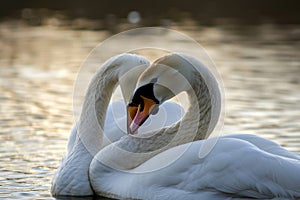 Serene embrace: two swans in love, a graceful display of adoration and unity in the swanst's affectionate bond, a